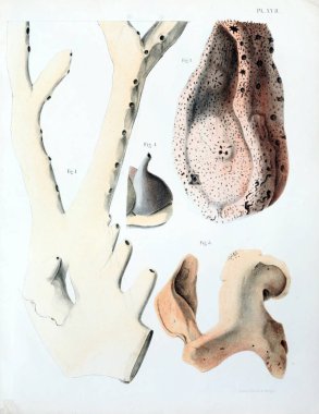 Spongiaires, eski resim çizimi