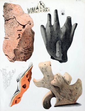 Spongiaires, eski resim çizimi