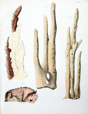 Spongiaires, eski resim çizimi