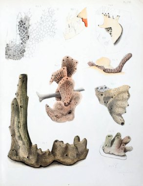 Spongiaires, eski resim çizimi