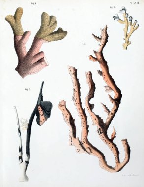 Spongiaires, eski resim çizimi