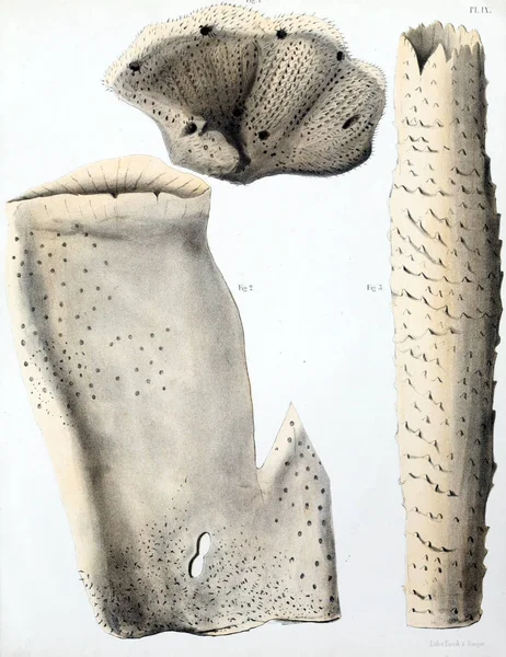 Spongiaires, eski resim çizimi