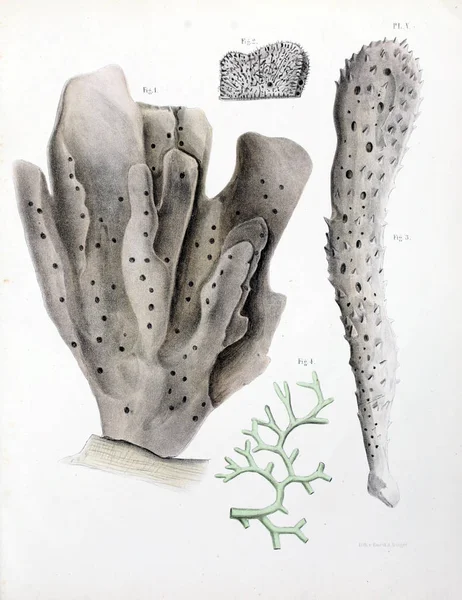 Spongiaires, eski resim çizimi