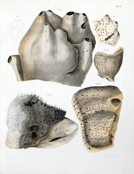 Spongiaires, eski resim çizimi