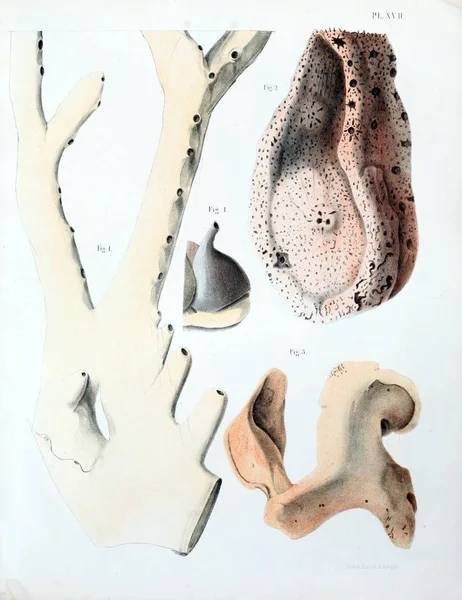 Spongiaires, eski resim çizimi