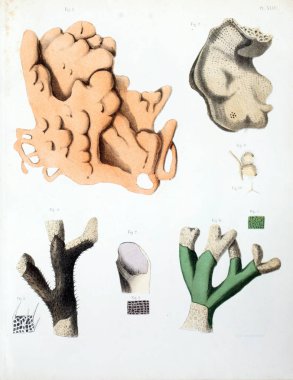 Spongiaires, eski resim çizimi