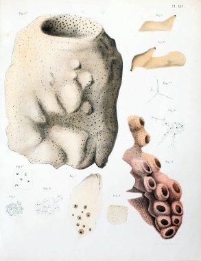 Spongiaires, eski resim çizimi