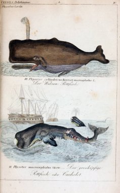 hayvan Illustration. Eski resim