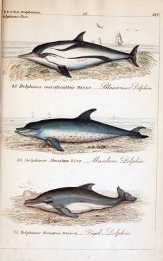 hayvan Illustration. Eski resim