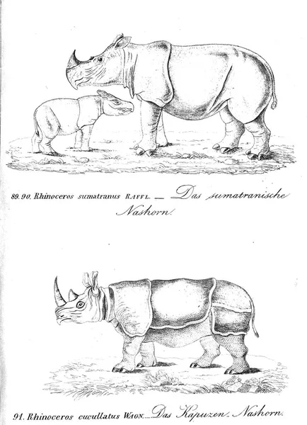 Illustration Animal Ancienne Image — Photo