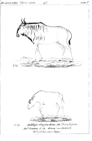 Illustration Animal Ancienne Image — Photo