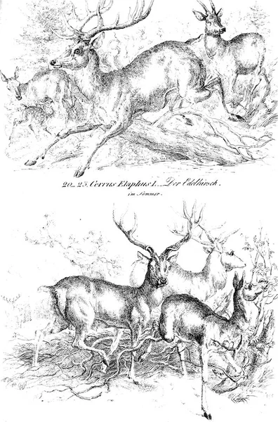 Illustration of animal. Old image