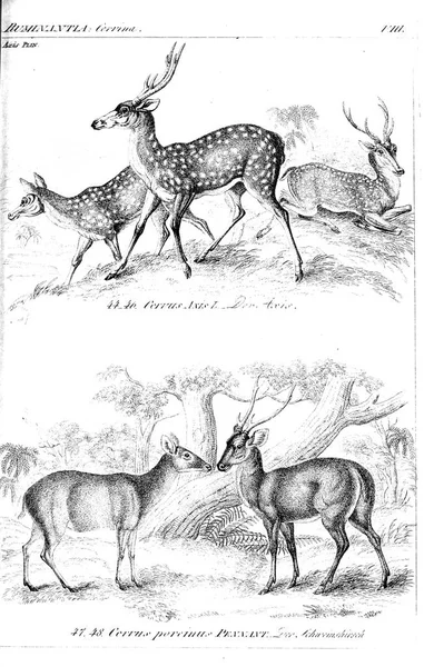 Illustration Animal Ancienne Image — Photo