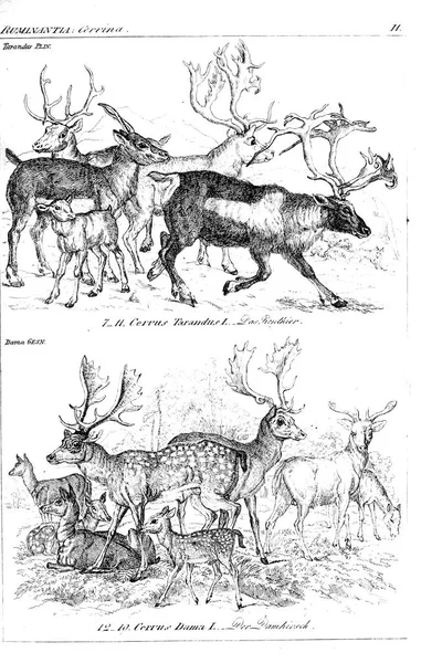 Illustration Animal Ancienne Image — Photo