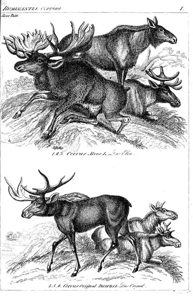 Illustration Animal Ancienne Image — Photo