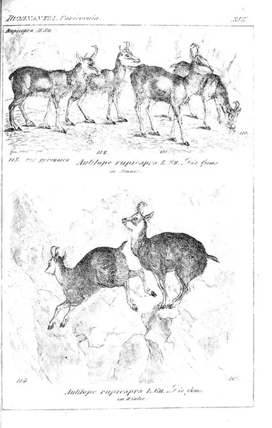 Illustration Animal Ancienne Image — Photo