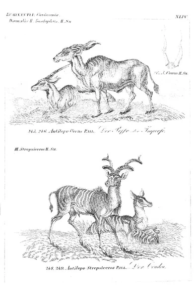 Illustration Animal Old Image — Stock Photo, Image
