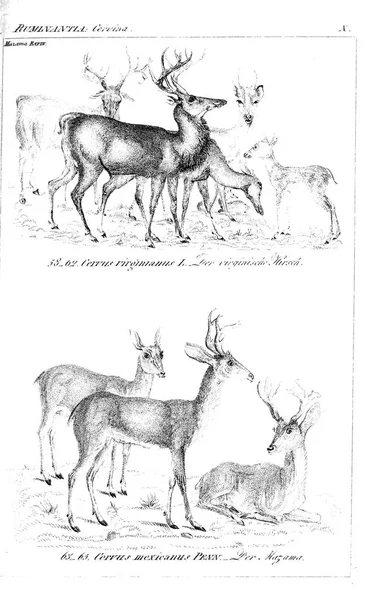 Ilustrace Zvířat Starý Obrázek — Stock fotografie