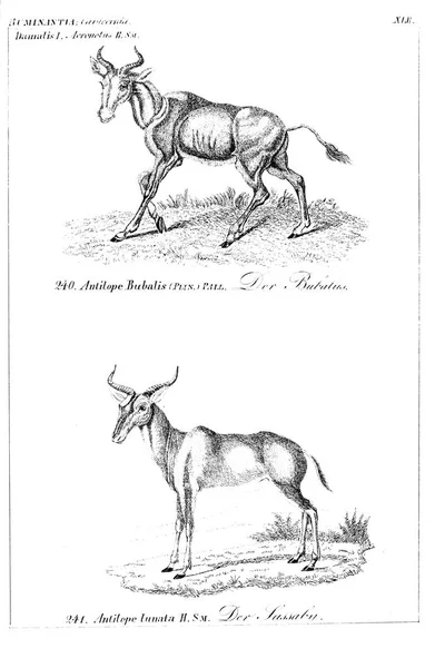 Ilustração Animal Imagem Antiga — Fotografia de Stock