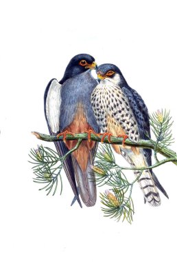 Kuş Illustration. Eski resim