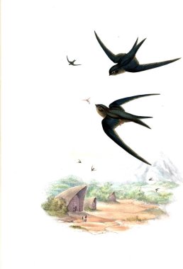 Kuş Illustration. Eski resim