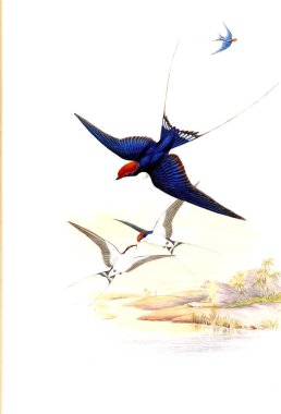 Kuş Illustration. Eski resim