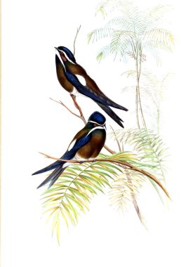 Kuş Illustration. Eski resim