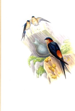 Kuş Illustration. Eski resim