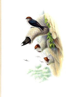 Kuş Illustration. Eski resim