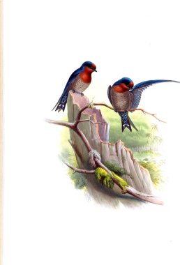 Kuş Illustration. Eski resim