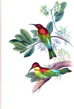 Kuş Illustration. Eski resim