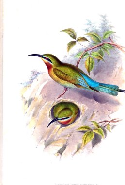 Kuş Illustration. Eski resim