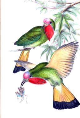 Kuş Illustration. Eski resim