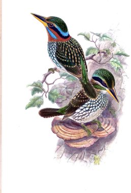 Kuş Illustration. Eski resim