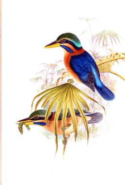 Kuş Illustration. Eski resim