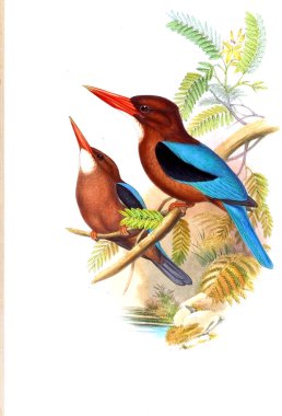 Kuş Illustration. Eski resim