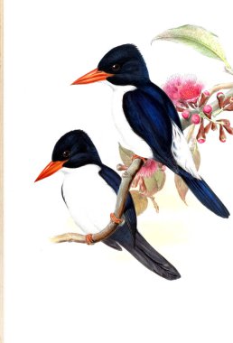 Kuş Illustration. Eski resim