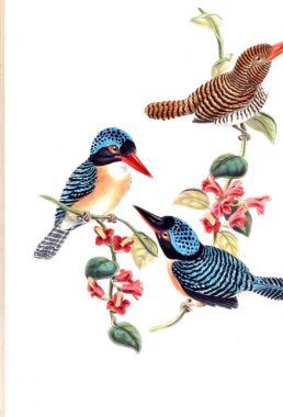 Kuş Illustration. Eski resim