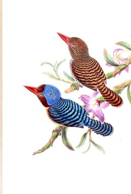 Kuş Illustration. Eski resim