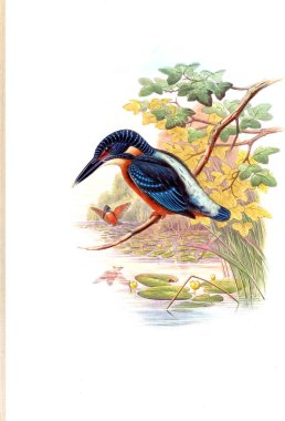 Kuş Illustration. Eski resim