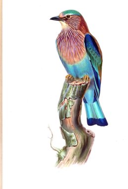 Kuş Illustration. Eski resim