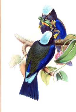 Kuş Illustration. Eski resim