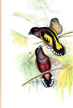 Kuş Illustration. Eski resim