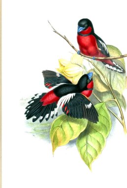 Kuş Illustration. Eski resim