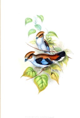 Kuş Illustration. Eski resim