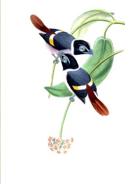 Kuş Illustration. Eski resim