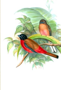 Kuş Illustration. Eski resim