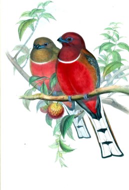 Kuş Illustration. Eski resim