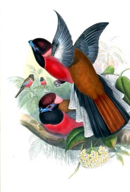 Kuş Illustration. Eski resim