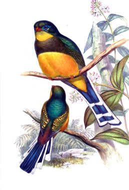 Kuş Illustration. Eski resim